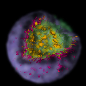 RIKEN RESEARCH: Supernova simulations reveal how stellar explosions shape debris clouds thumbnail